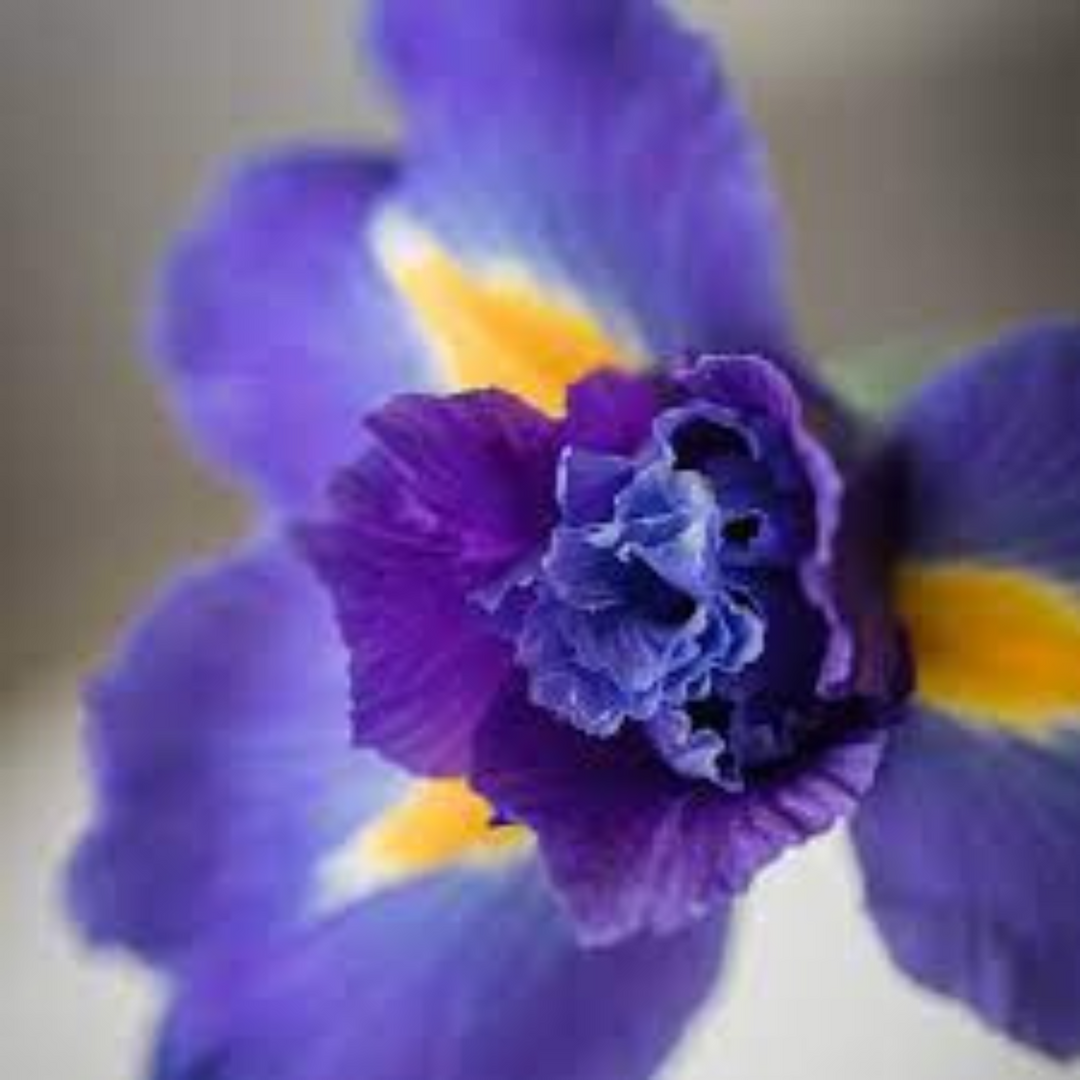 Florentina Iris 沐浴露 500ml