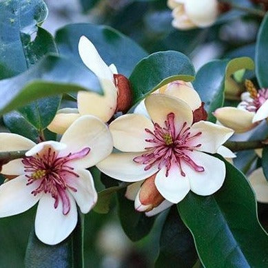 La Florentina Magnolia 沐浴露 500ml